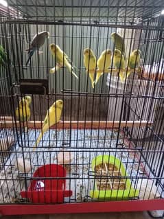 love bird 2 pair age 4 month par pair 2200,,