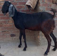 Desi Bakri hai. 3 3 bachy deti hai nechy 3 pao dhodh hai