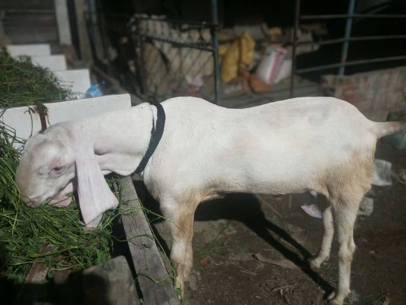 Mashallah Home Breed Goat Rajanpuri fresh 2 Dant Ghar ka paala howa ha 9