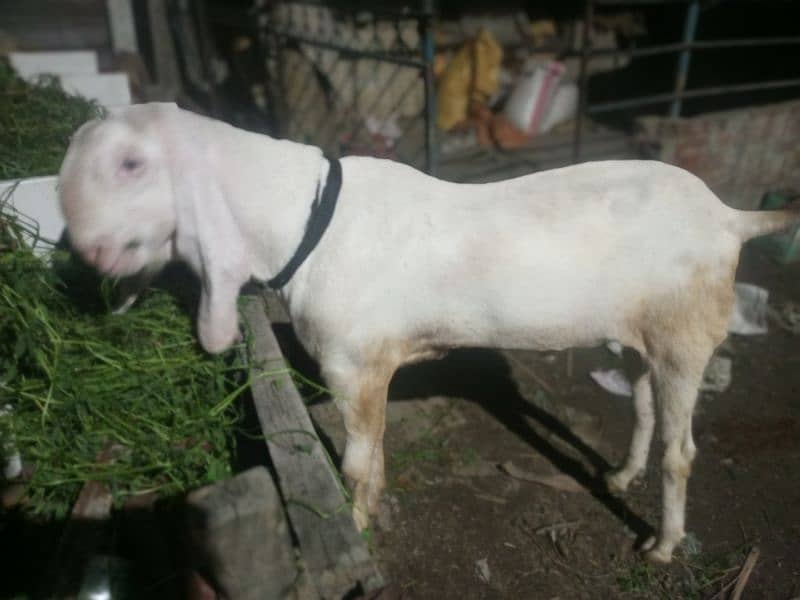 Mashallah Home Breed Goat Rajanpuri fresh 2 Dant Ghar ka paala howa ha 10