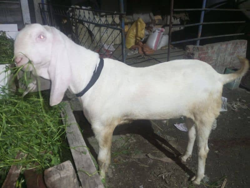Mashallah Home Breed Goat Rajanpuri fresh 2 Dant Ghar ka paala howa ha 11
