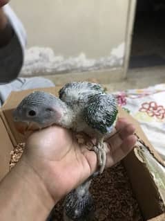 Alexandarine Parakeet Kashmiri Pahadi chicks Alexander Pahari chicks