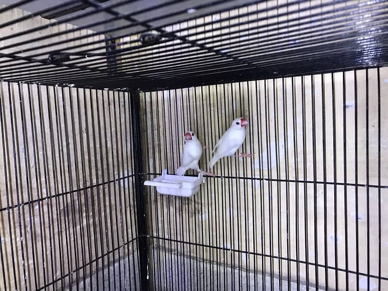 white java breeder pairs 2 breeder pair + 2 chiks be 1