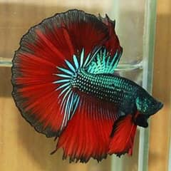 Betta fish male females available