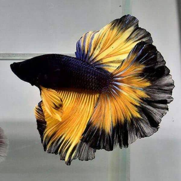 Betta fish male females available 2