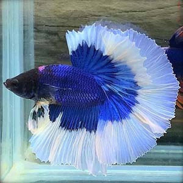 Betta fish male females available 8