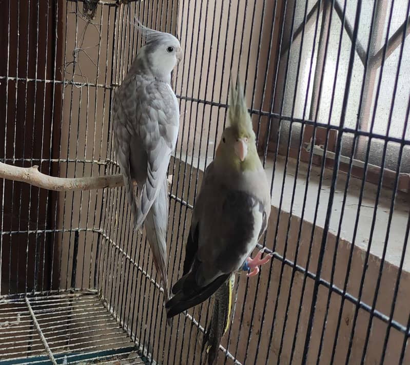 Adult good quality cocktail / cockatiel males 3