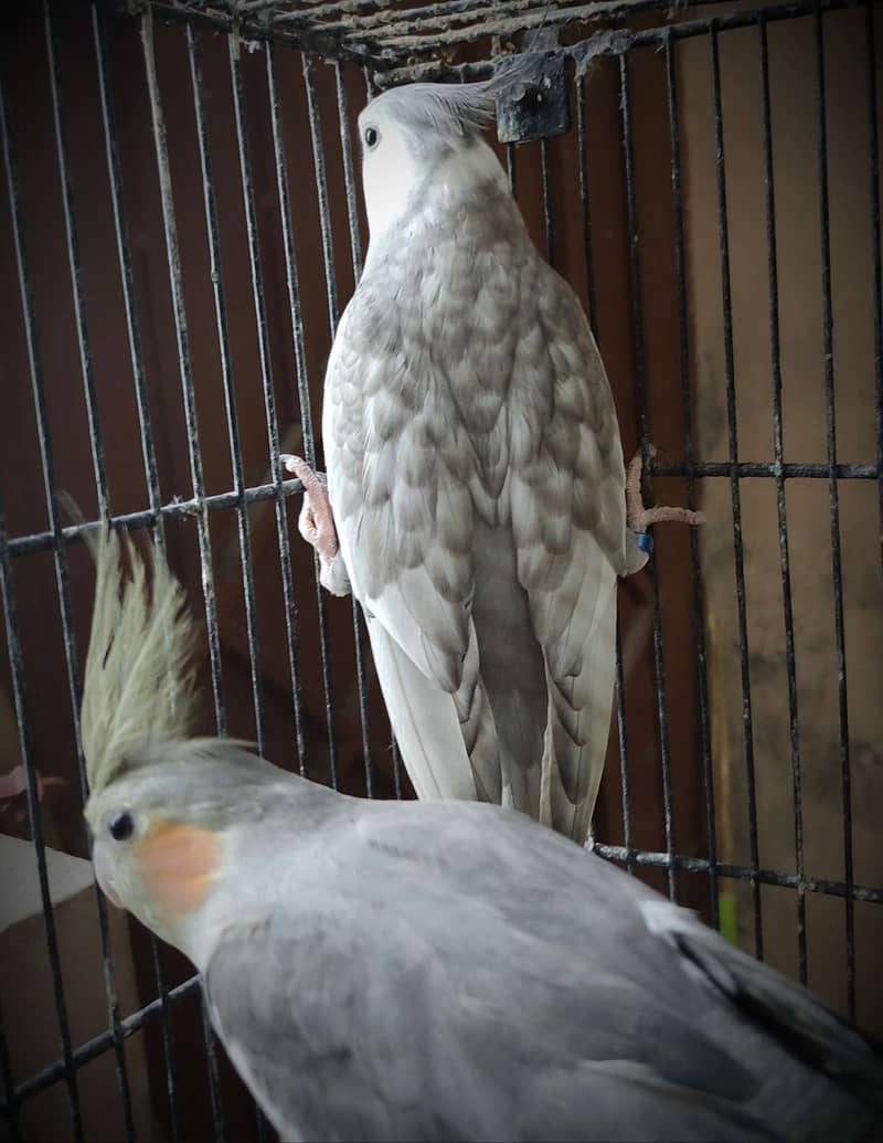 Adult good quality cocktail / cockatiel males 4