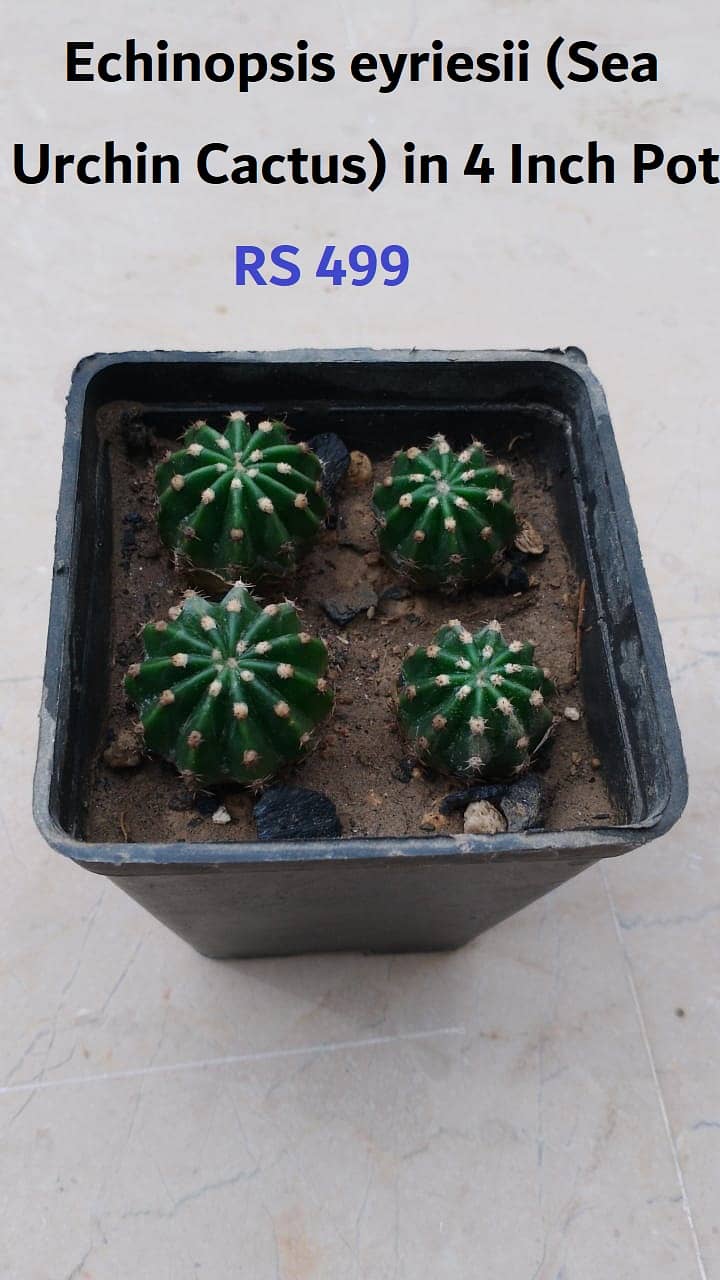 Cactus Plants 0