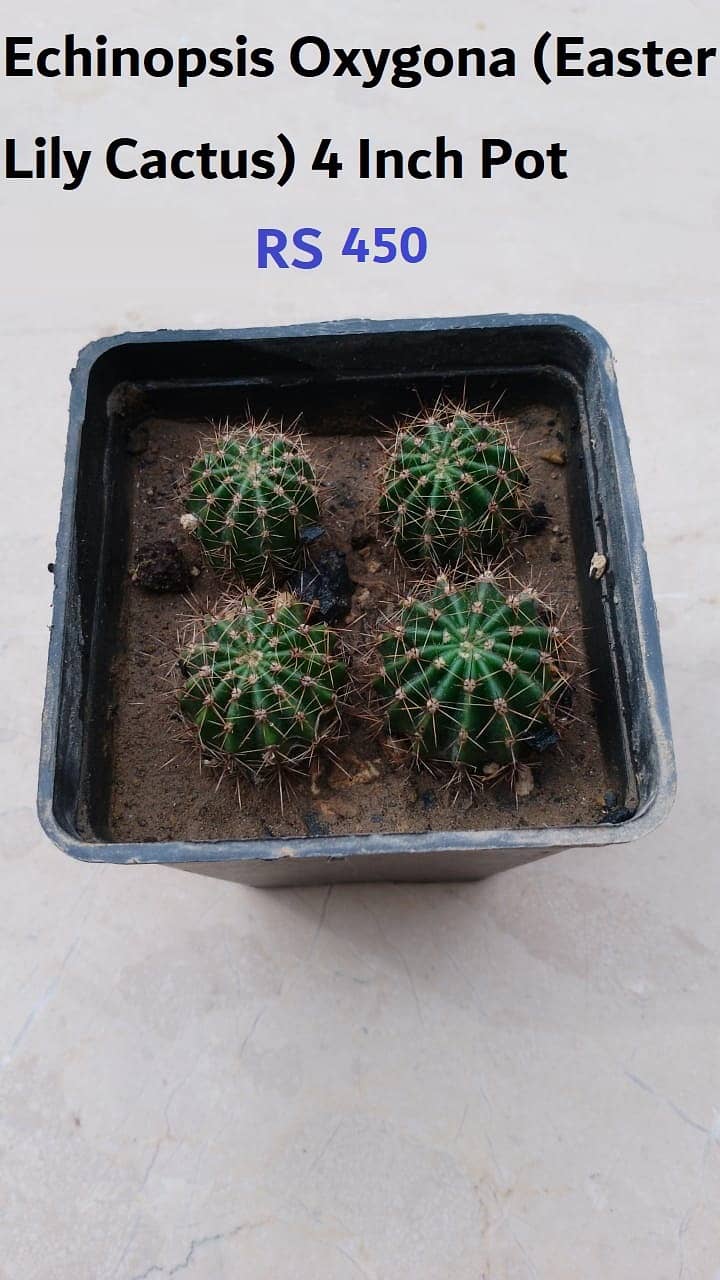 Cactus Plants 1