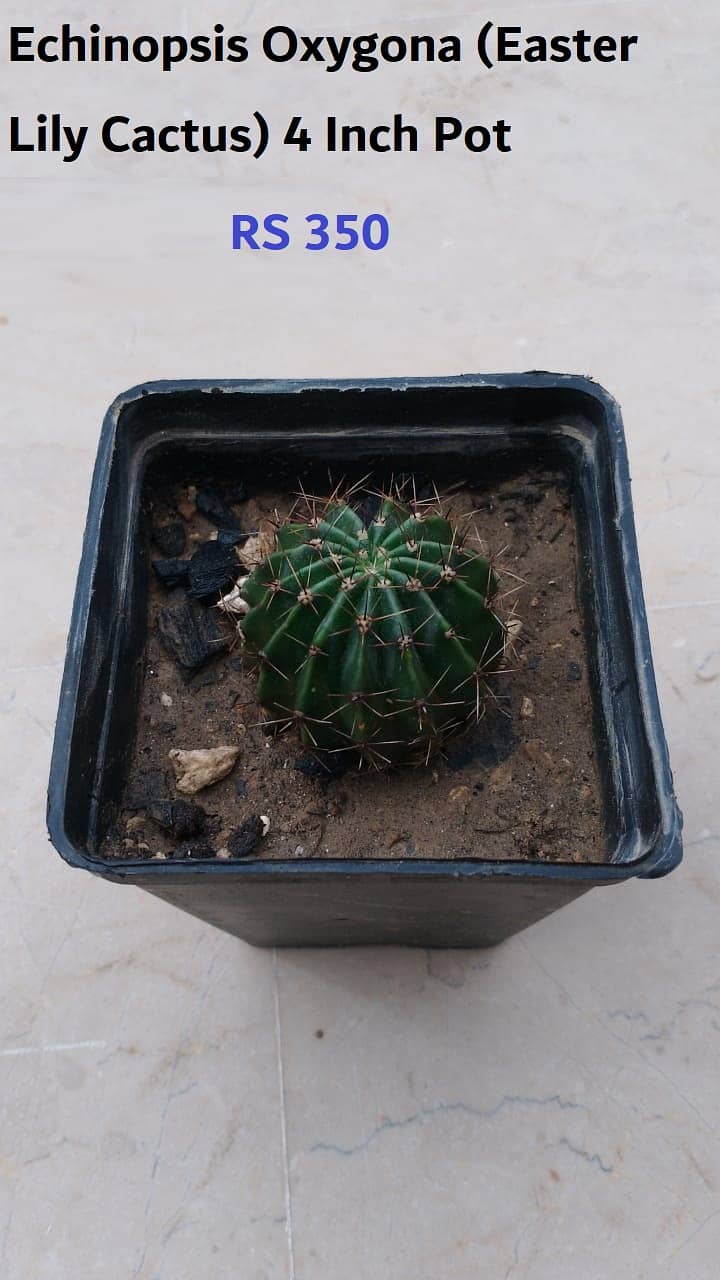 Cactus Plants 2
