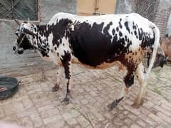 cows for sell