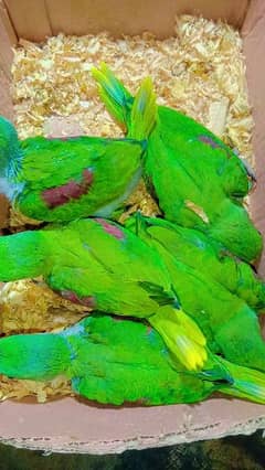 raw kashmiri parrot