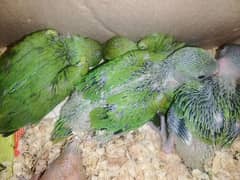 Green ringneck chicks