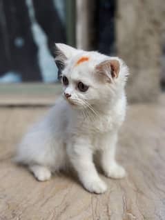 Persian kittens white color