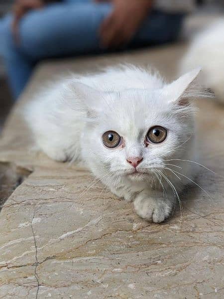 Persian kittens white color 1