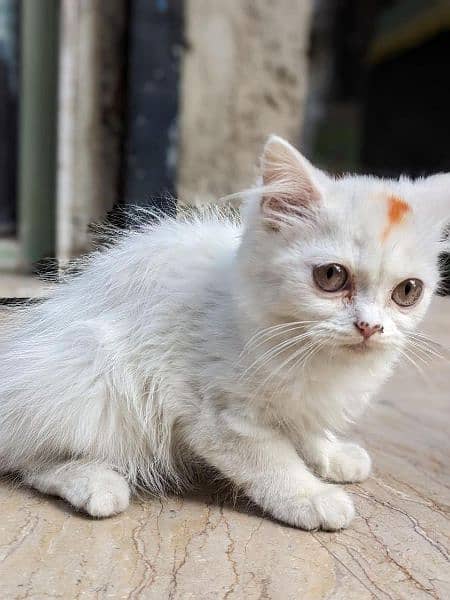 Persian kittens white color 3
