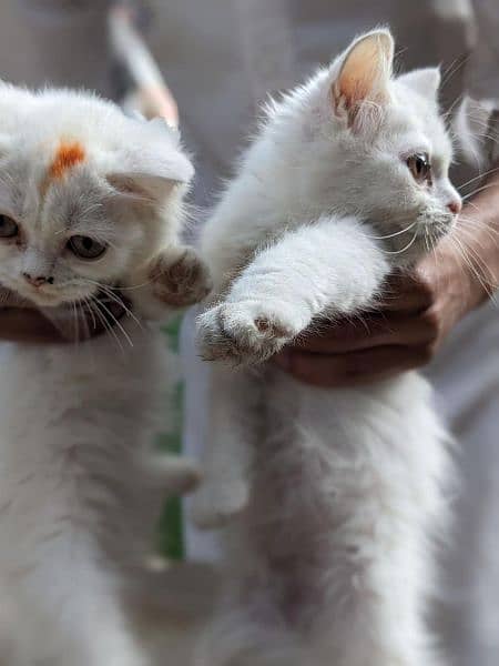 Persian kittens white color 4