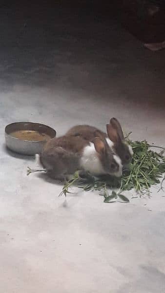rabbit  pair colour white and brown 0