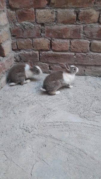 rabbit  pair colour white and brown 1