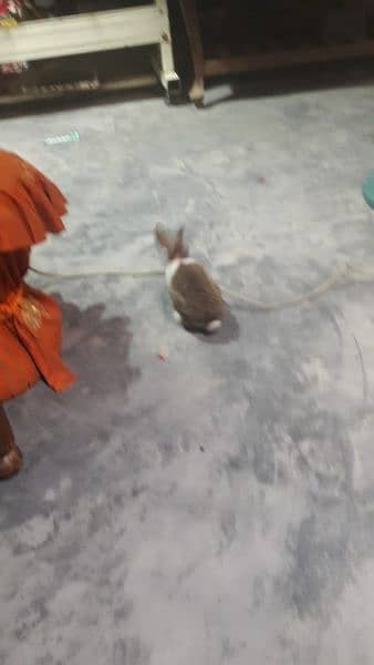 rabbit  pair colour white and brown 4