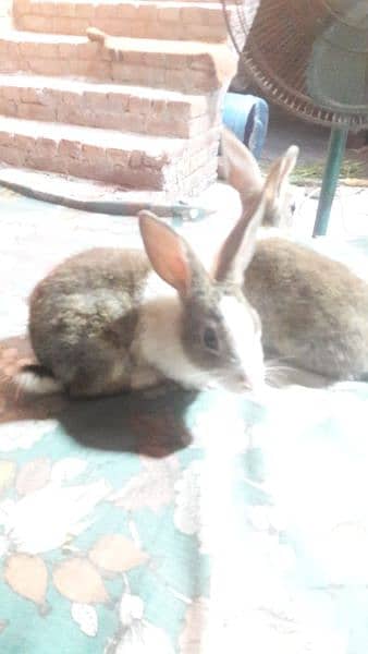 rabbit  pair colour white and brown 5