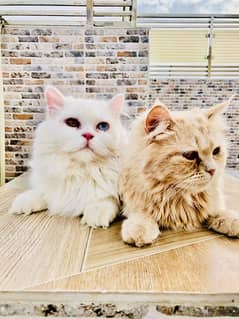 Two cats male nd female oud eyes