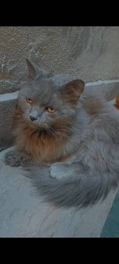 Male Nebelung cat for sale