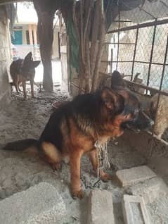 German Shefered male Active and Healthy