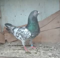 pigeon bredar golden