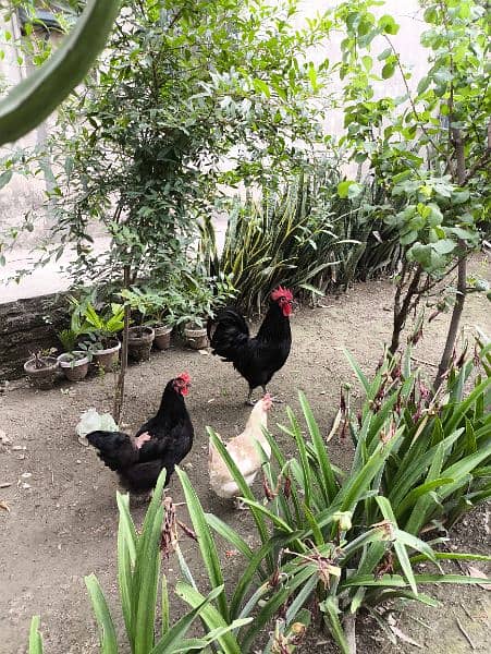 Australorp heritage pairs for sale 0