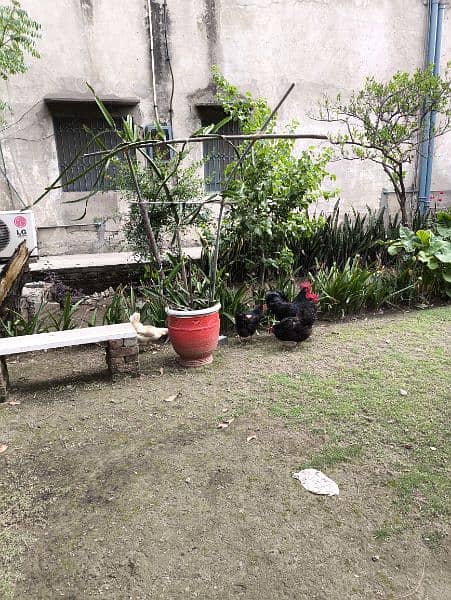 Australorp heritage pairs for sale 1