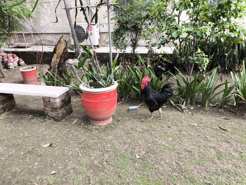 Australorp heritage pairs for sale 2