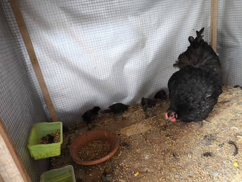 Australorp heritage pairs for sale 6