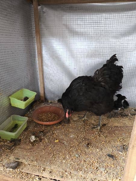 Australorp heritage pairs for sale 7