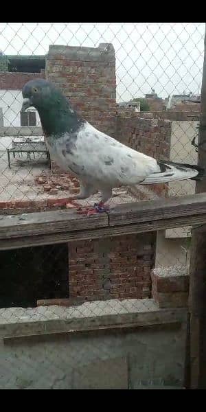 pigeon breedar golden 0