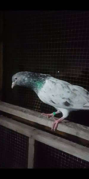 pigeon breedar golden 1