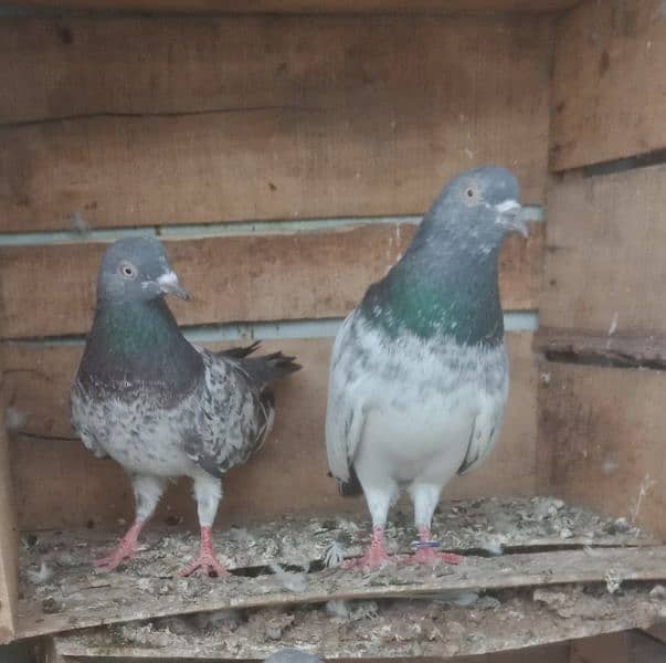 pigeon breedar golden 4