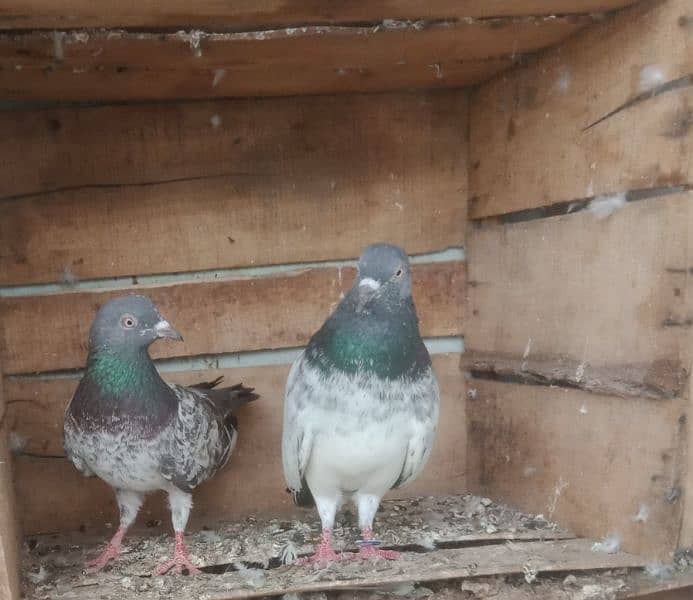pigeon breedar golden 5