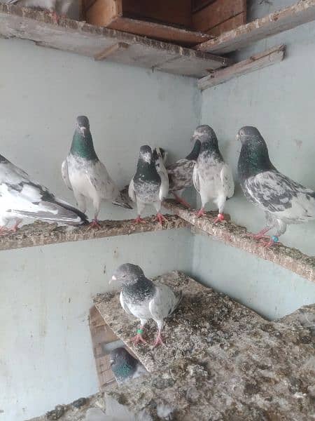 pigeon breedar golden 6