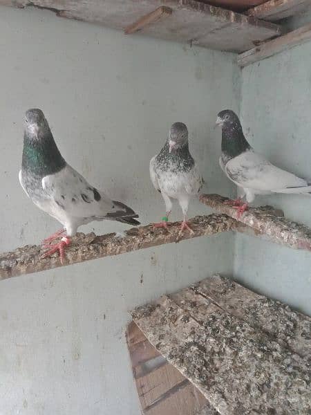 pigeon breedar golden 7