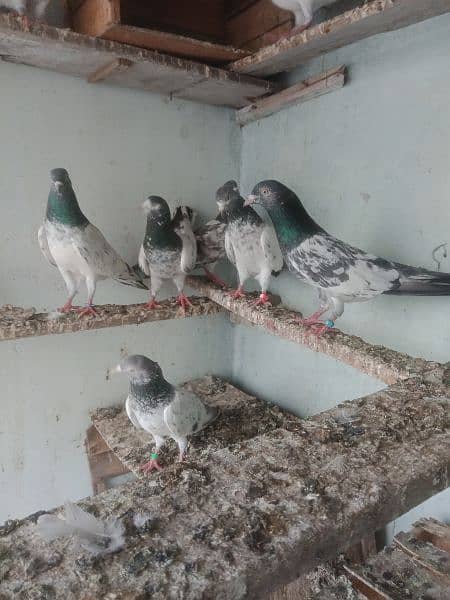 pigeon breedar golden 8