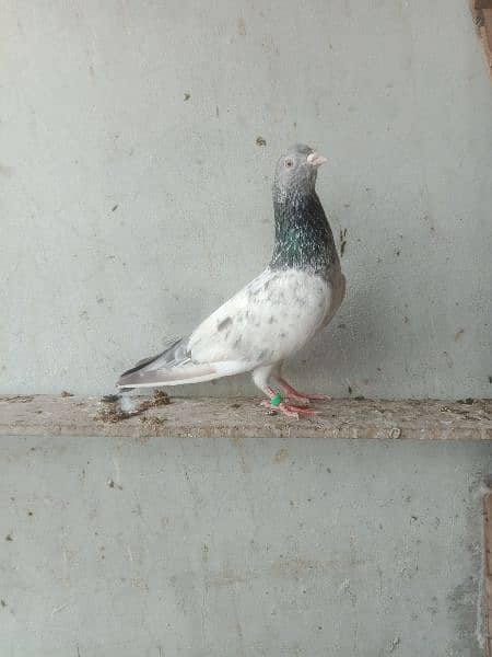 pigeon breedar golden 11