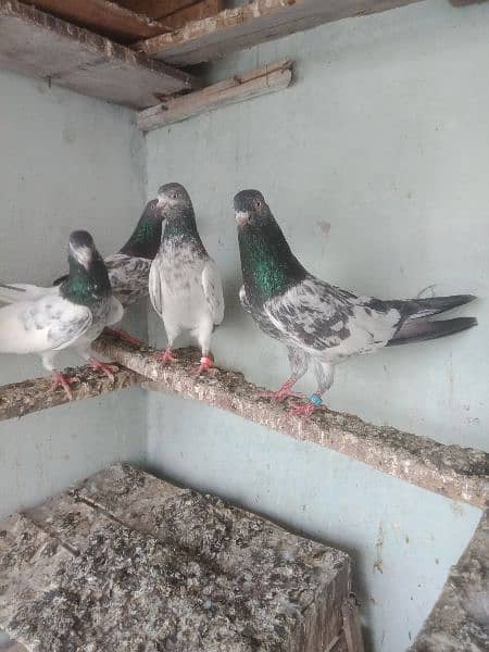pigeon breedar golden 17