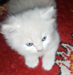 Male and female kittens
doll face
Age 16 days
Active and healthy