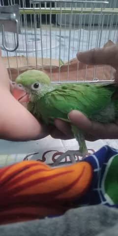 Green parrot chicks
