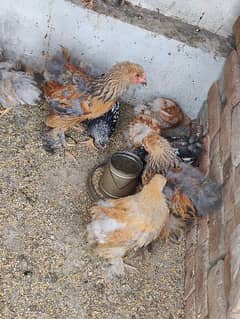 fancy hens chicks Brahama chicks and Wyandotte chicks available 0