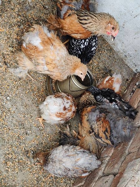 fancy hens chicks Brahama chicks and Wyandotte chicks available 2