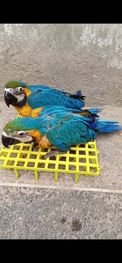 macaw parrot blue&gold