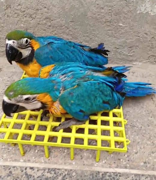 macaw parrot blue&gold 1